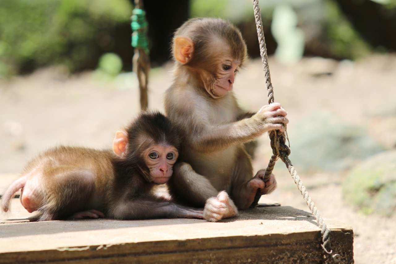 🐒 다카사키야마 자연 동물원(다카사키야마 시젠 도부쓰엔) 이미지 6